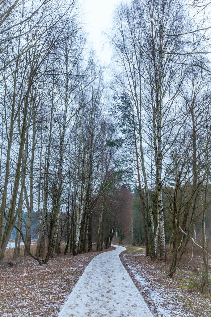 Ścieżka nad zalewem / Path in the forest 